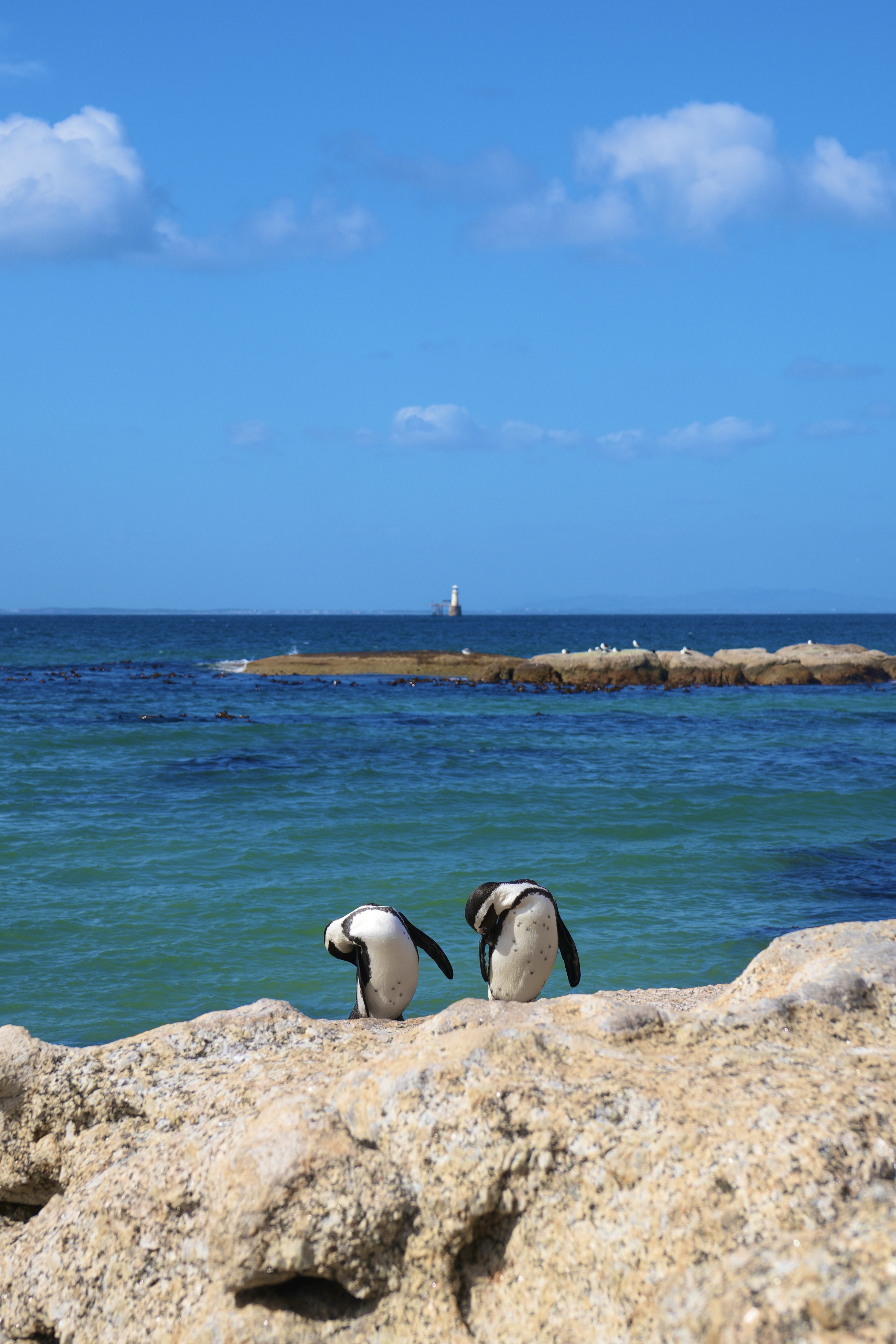 Penguins from my trip to Capetown